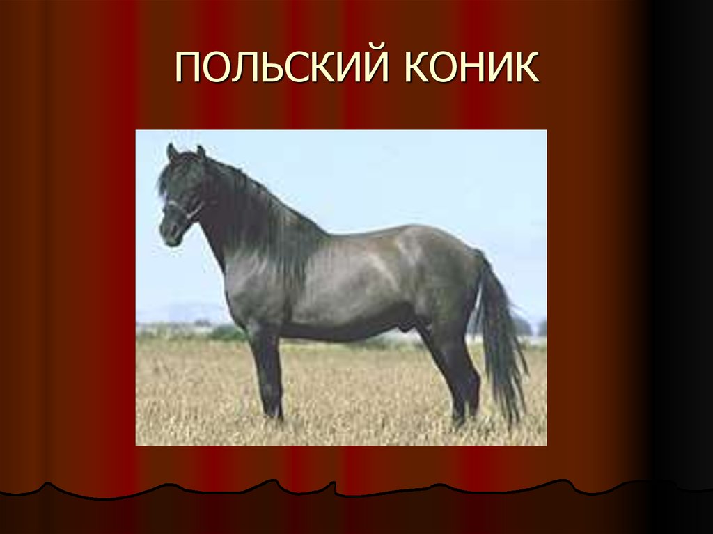 Слушать коник. Коник порода лошадей. Польский Коник. Польский Коник лошадь. Польская порода лошадей.