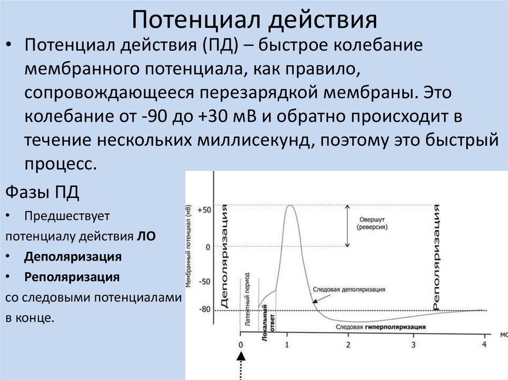 Схема потенциала действия физиология