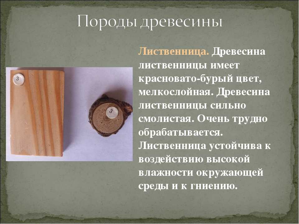 Древесина технология 7 класс. Порода древесины лиственница. Технология породы древесины. Лиственница порода. Качество древесины лиственницы.