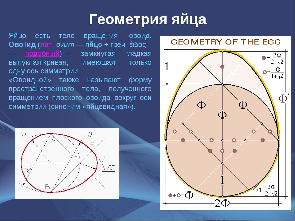 Пропорции яйца. ОВОИД построение черчение. Геометрическая форма яйца. Золотое сечение яйцо. Яйцо чертеж.