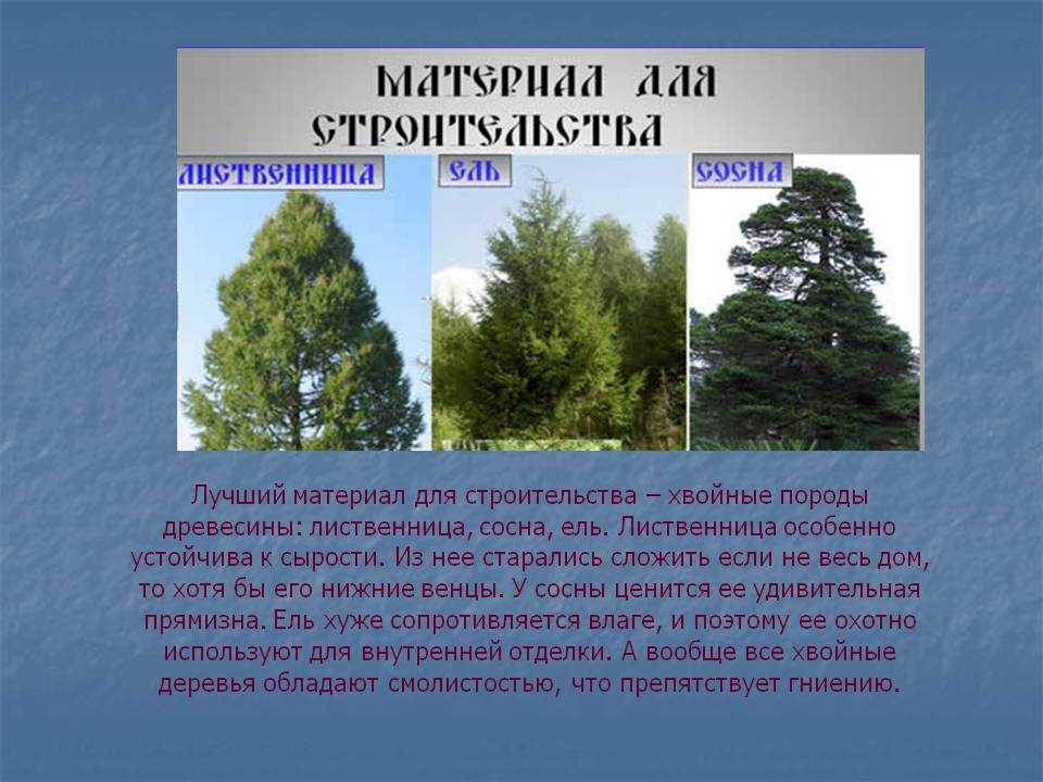 Хвойные породы россии. Хвойные и лиственные породы деревьев. Хвойные породы древесины. Хвойные и лиственные древесные породы. Хвойные породы и лиственные породы деревьев.